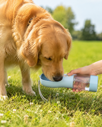Golden Retriever trinkt unterwegs aus einer blauen tragbaren Hundetrinkflasche im Park